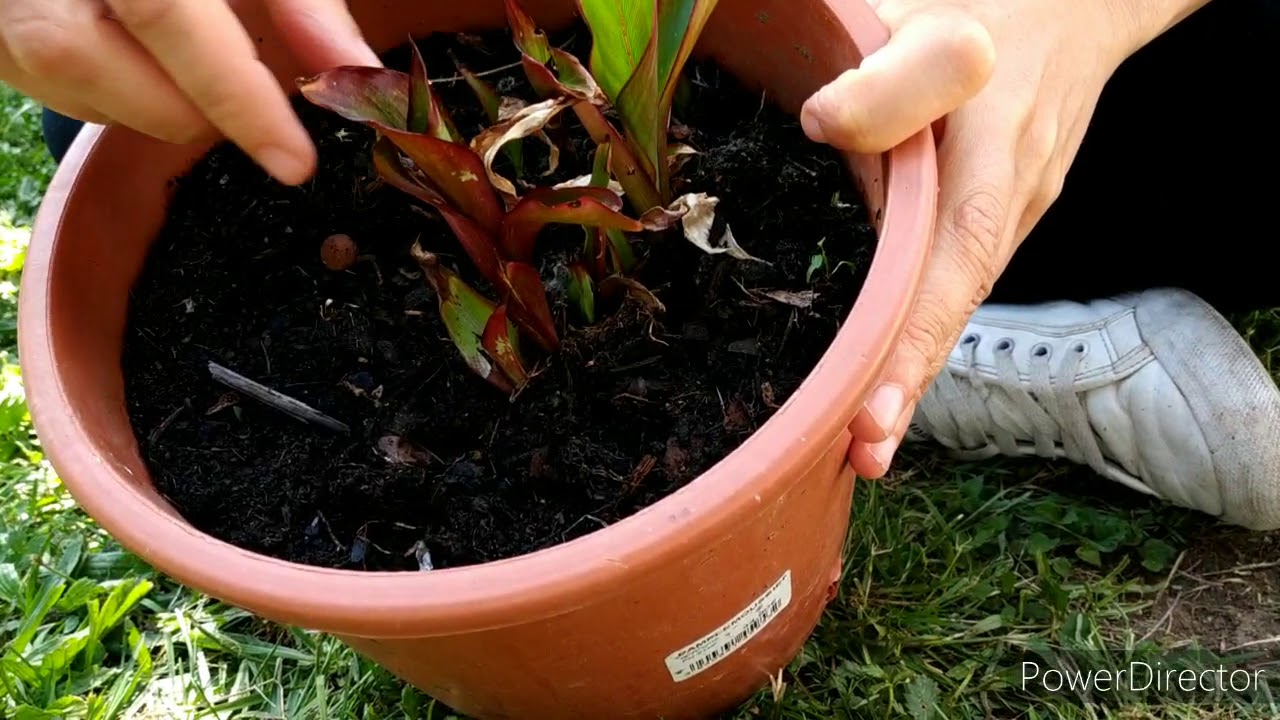 Le bananier Maurelli