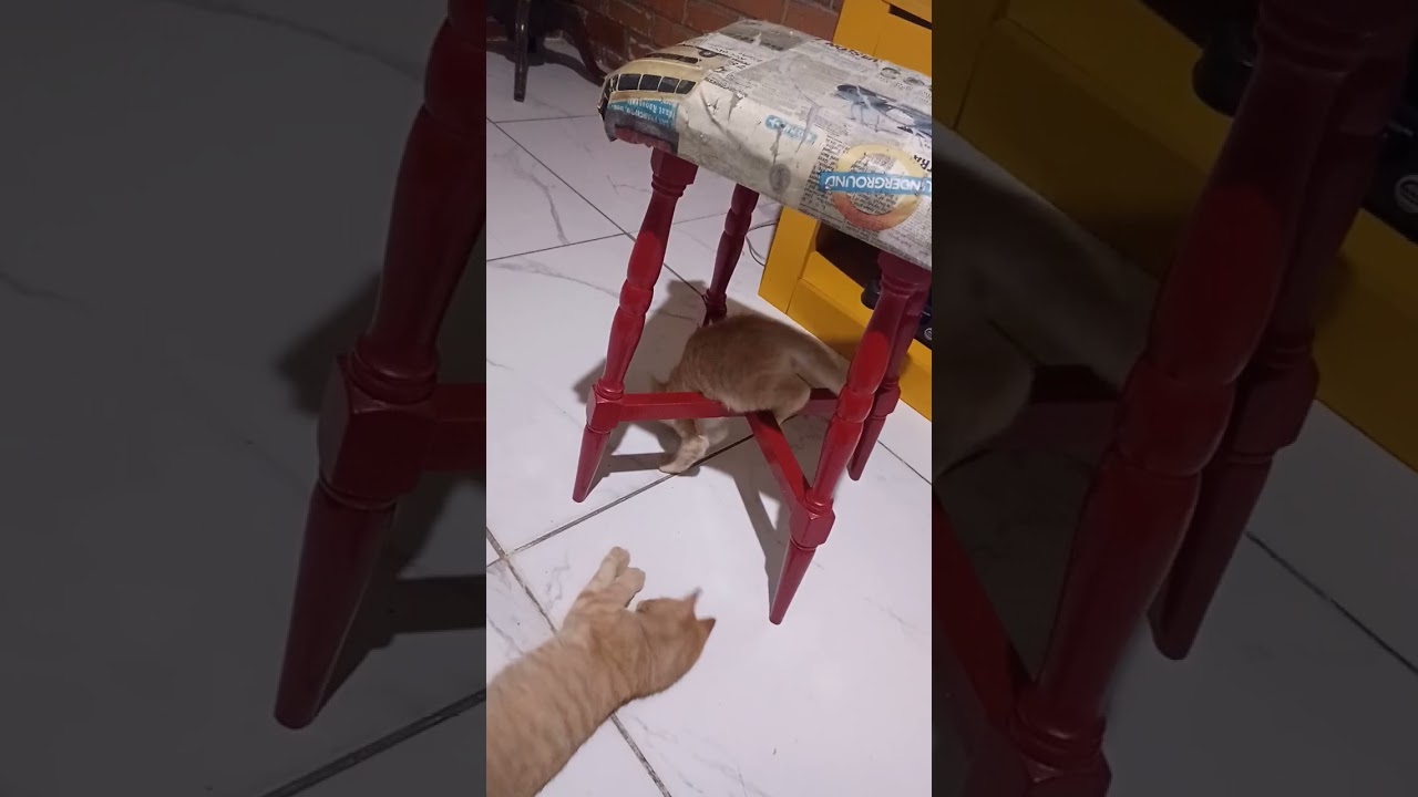 Willy Kit & Willy Kat em a&ccedil;&atilde;o 😂😂😂