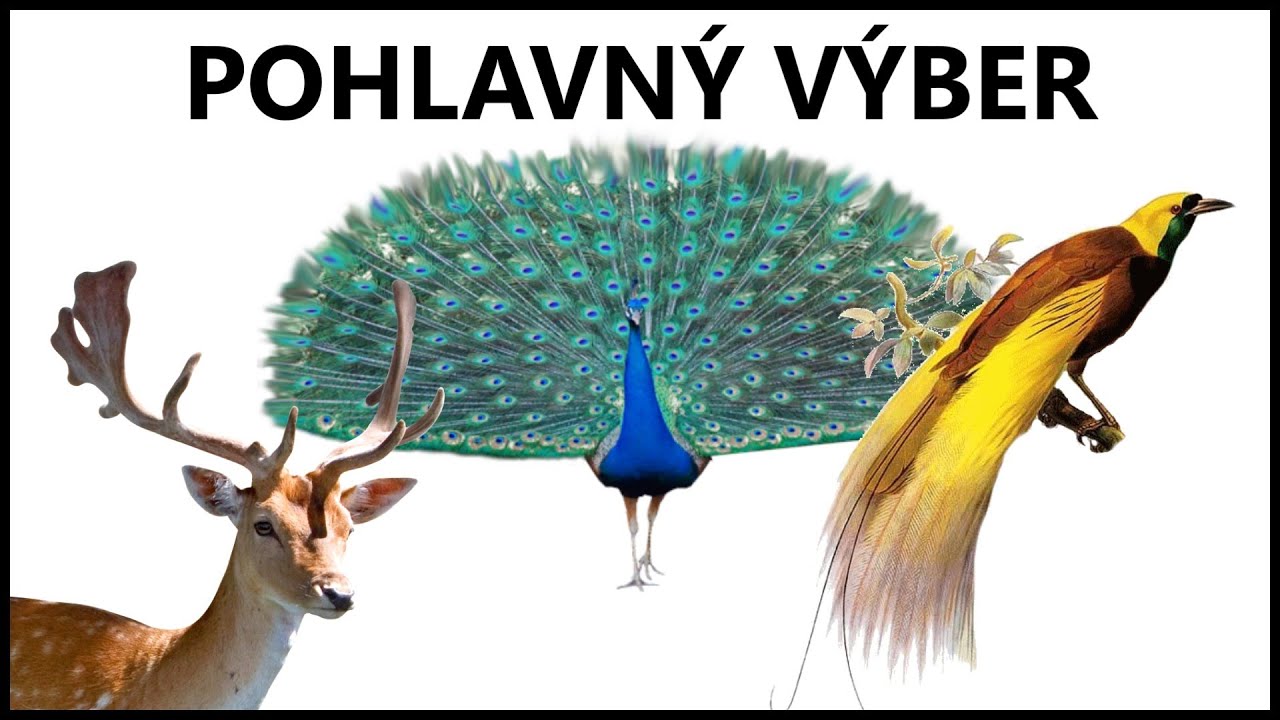 Prečo má páv dlhý chvost? | Pohlavný výber