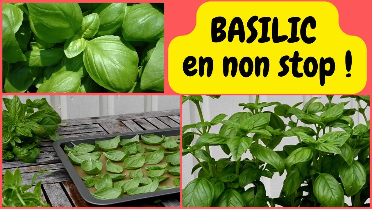 Apprenez à tailler et à conserver votre basilic pour en avoir toute l'année