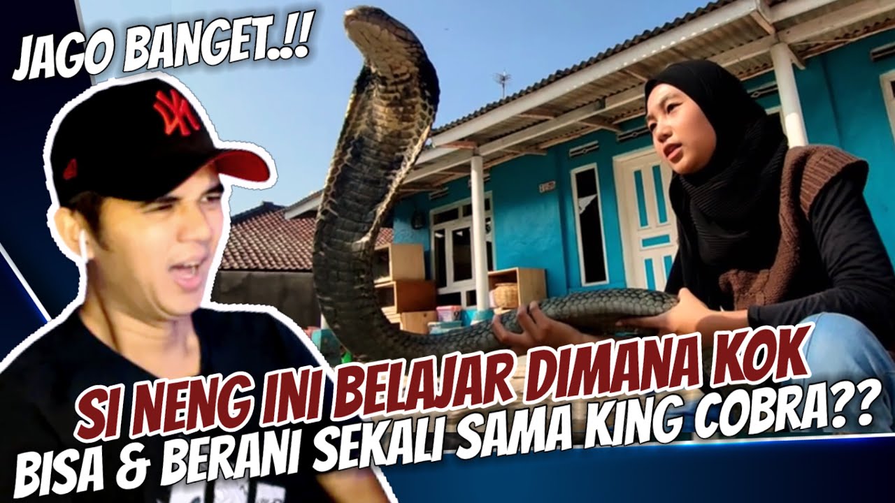 JAGO BANGET‼️ SI NENG INI BELAJAR DI MANA KOK, BISA & BERANI BANGET SAMA KING COBRA.??