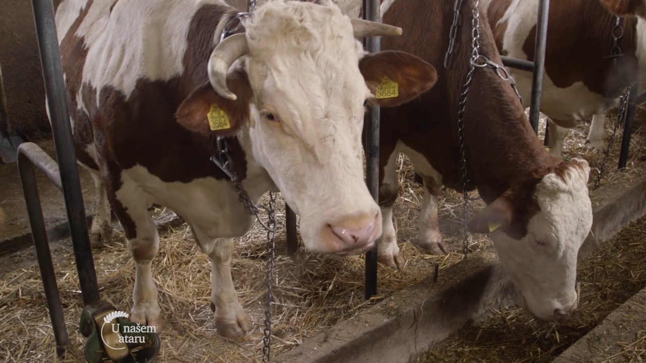 Farma krava i proizvodnja mleka u selu Trnava - U nasem ataru 676