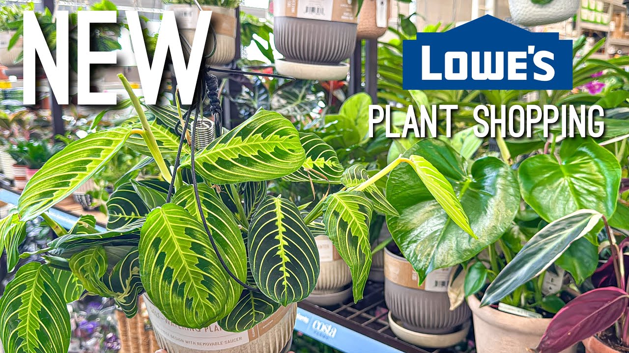 Новые кашпо Urban Jungle в Lowe’s! Покупка растений в крупном сетевом магазине!