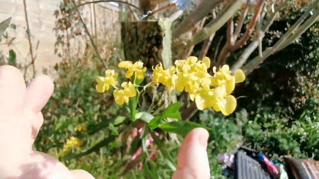 Oncidium cheirophorum, a small fragrant orchid with scented yellow flowers