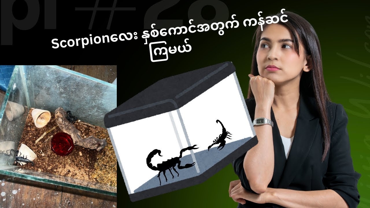 Asian forest scorpion လေး နှစ်ကောင်အတွက်နေစရာဖန်တီးကြမယ်🦂🦂