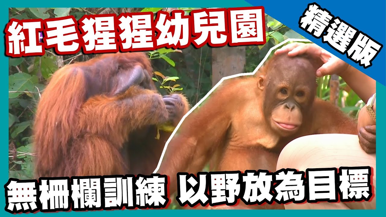 【砂勞越】紅毛猩猩的哀嚎 瀕臨滅絕的險境 （巴哥國家公園 紅毛猩猩保育中心）｜《世界第一等》540集精華版