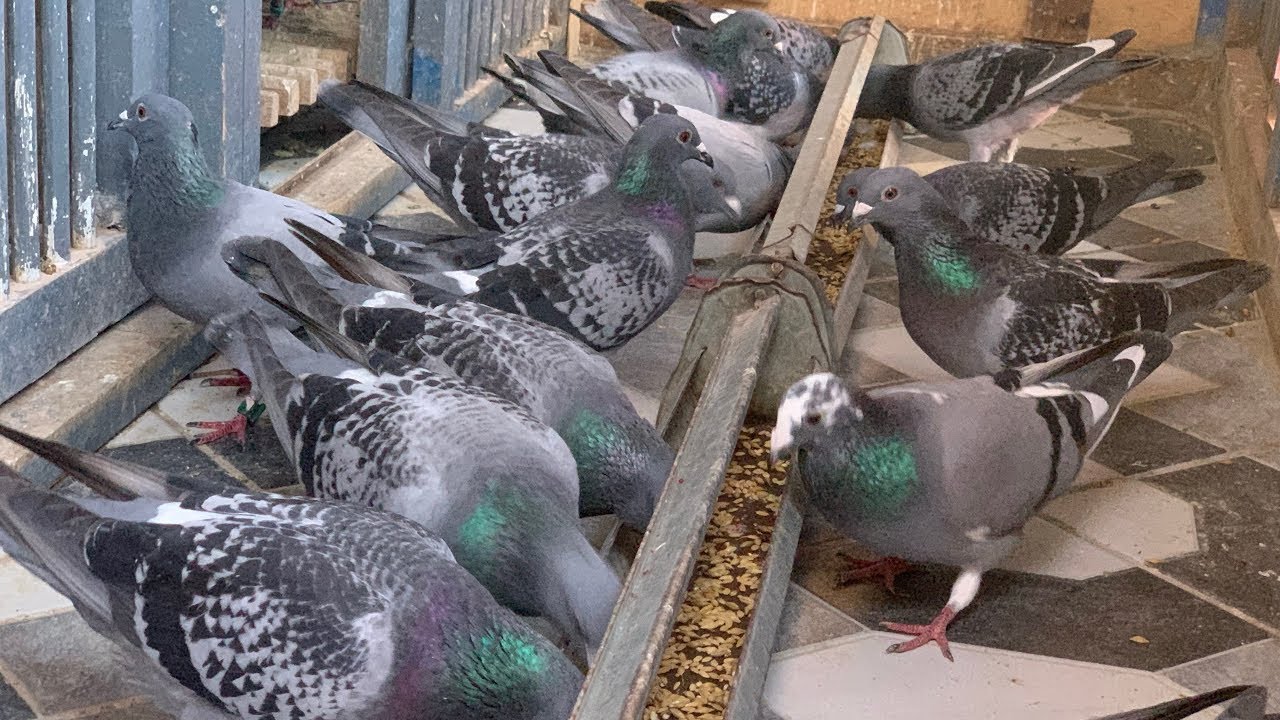 طيران الحمام في المساء مع بعض الشواهد