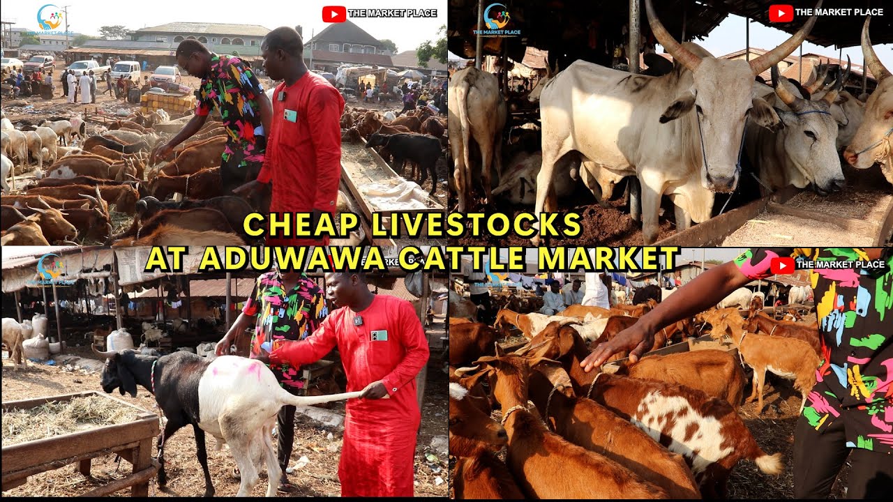 THIS MAN LIVESTOCK IS SO CHEAP COW GOAT RAM HAUSA GOAT AT ADUWAWA CATTLE MARKET 