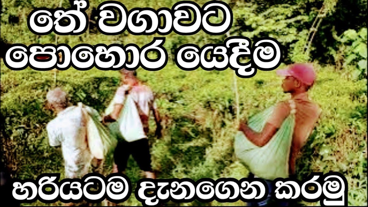 තේ වගාවට පොහොර යෙදීම Part 1