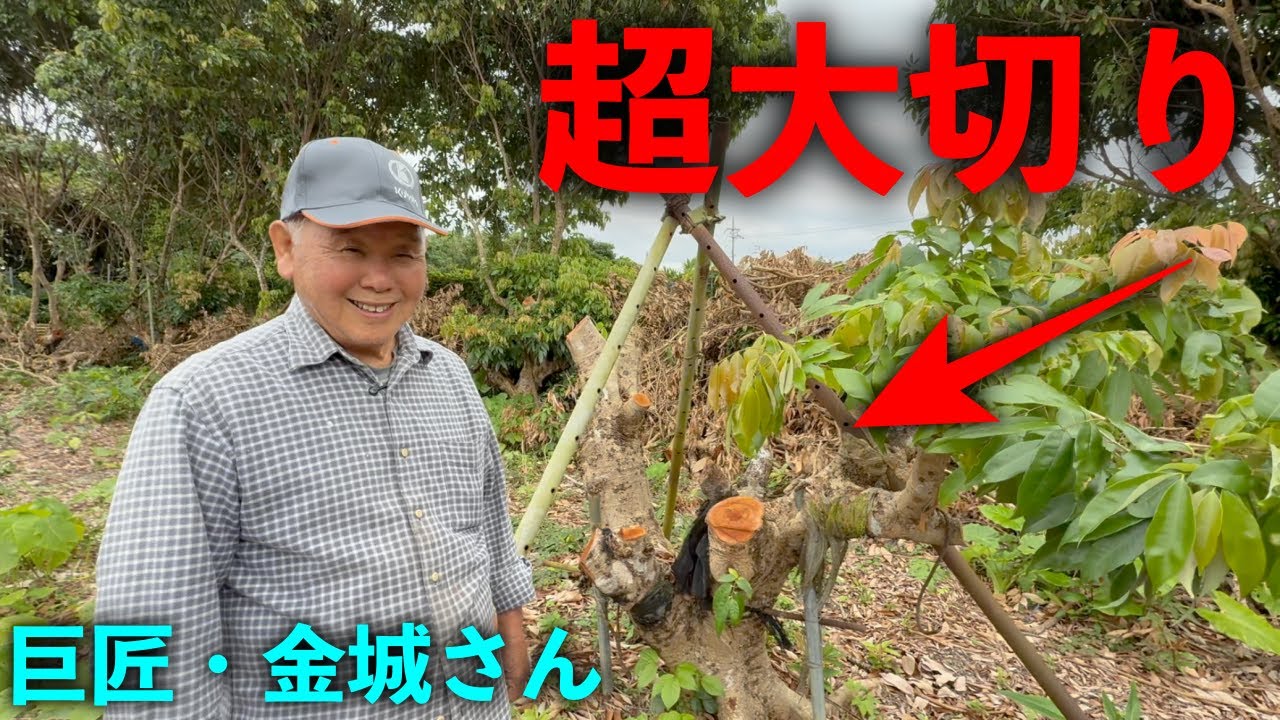 金城さんが，園地の木々を「超大切り」しててビックリした....