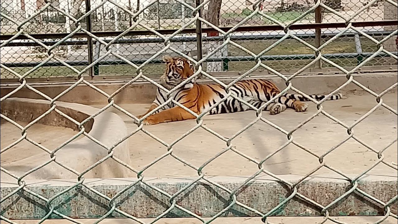 Bahawalpur Zoo Vlog 