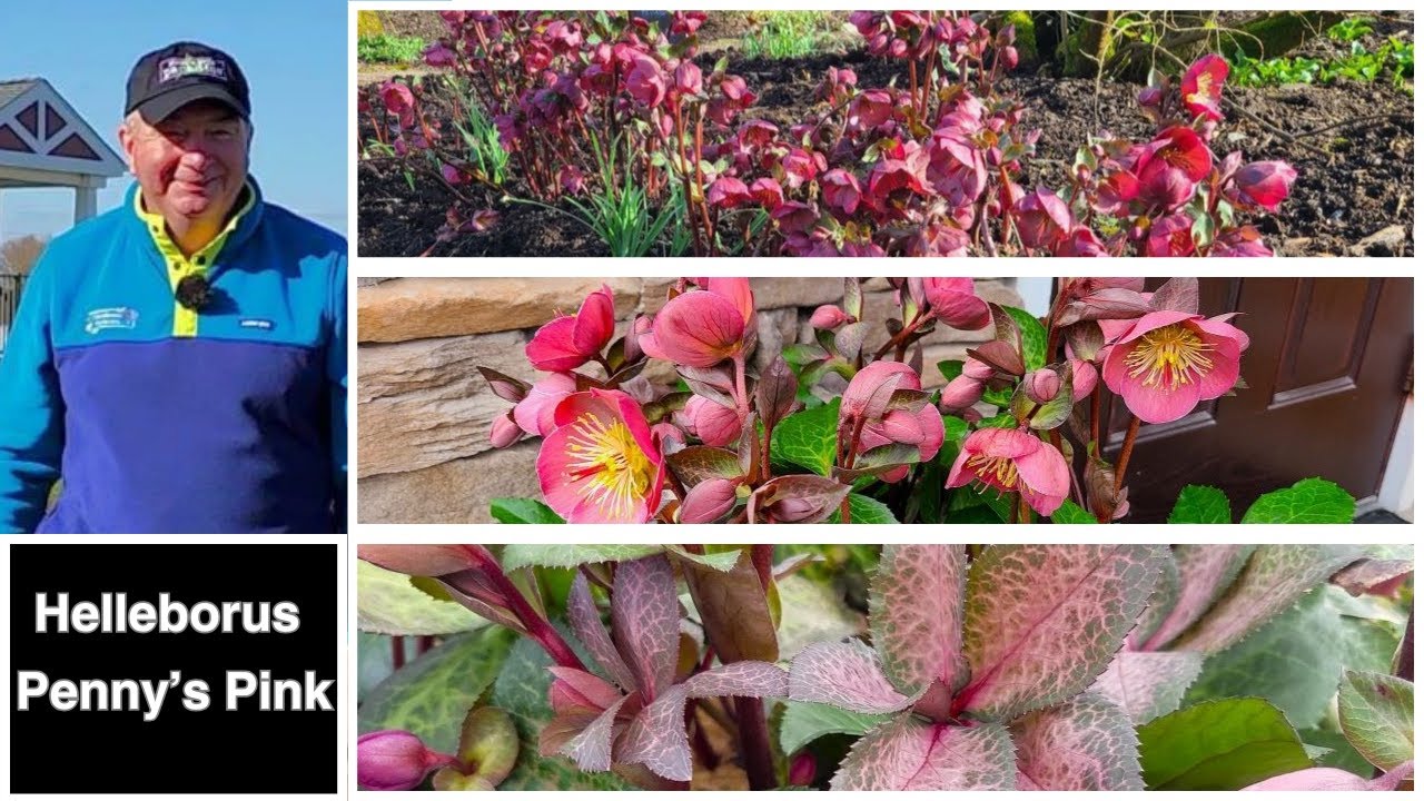 Helleborus Frostkiss&trade; Penny's Pink - Amazing EASY to GROW Perennial With Terrific Evergreen Foliage👍