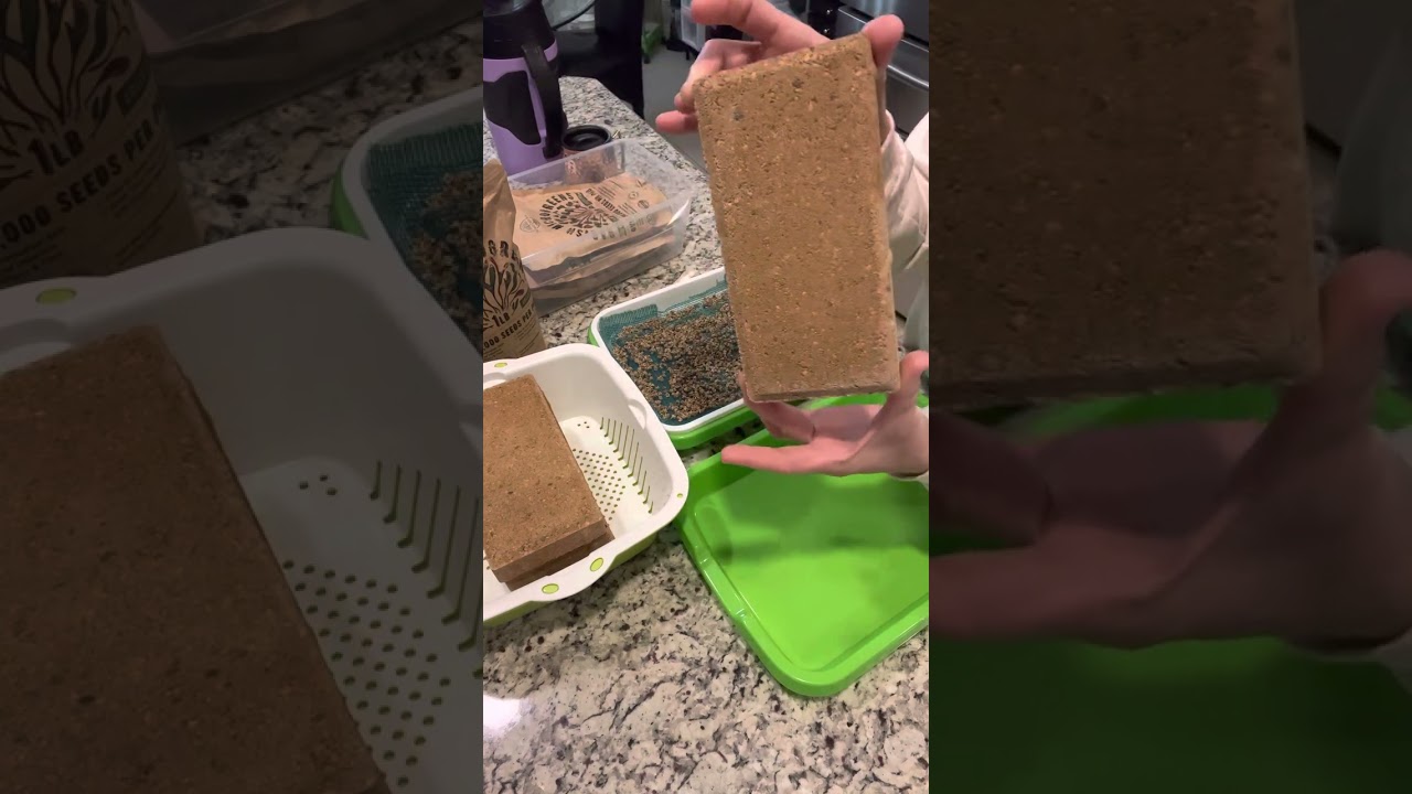 How I grow my Mico greens. No soil! Welcome to my life and hope you enjoy the video.