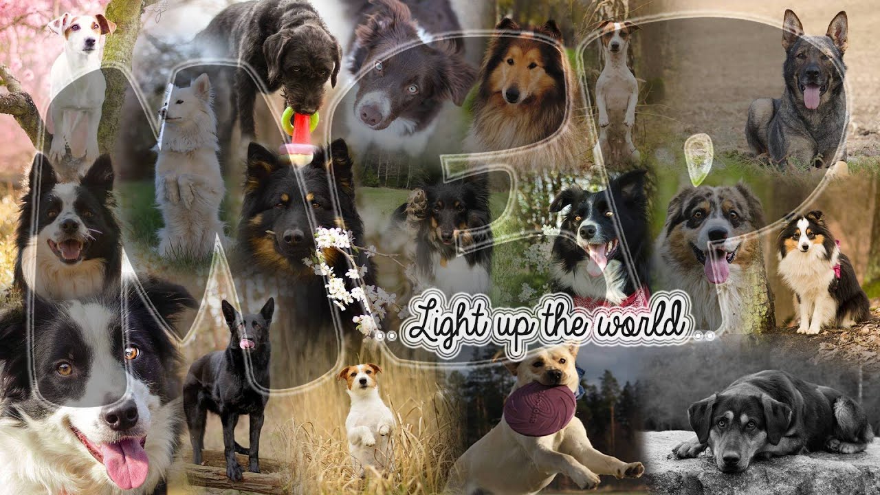Light up the world ♥ [Full Dog Mep] HD