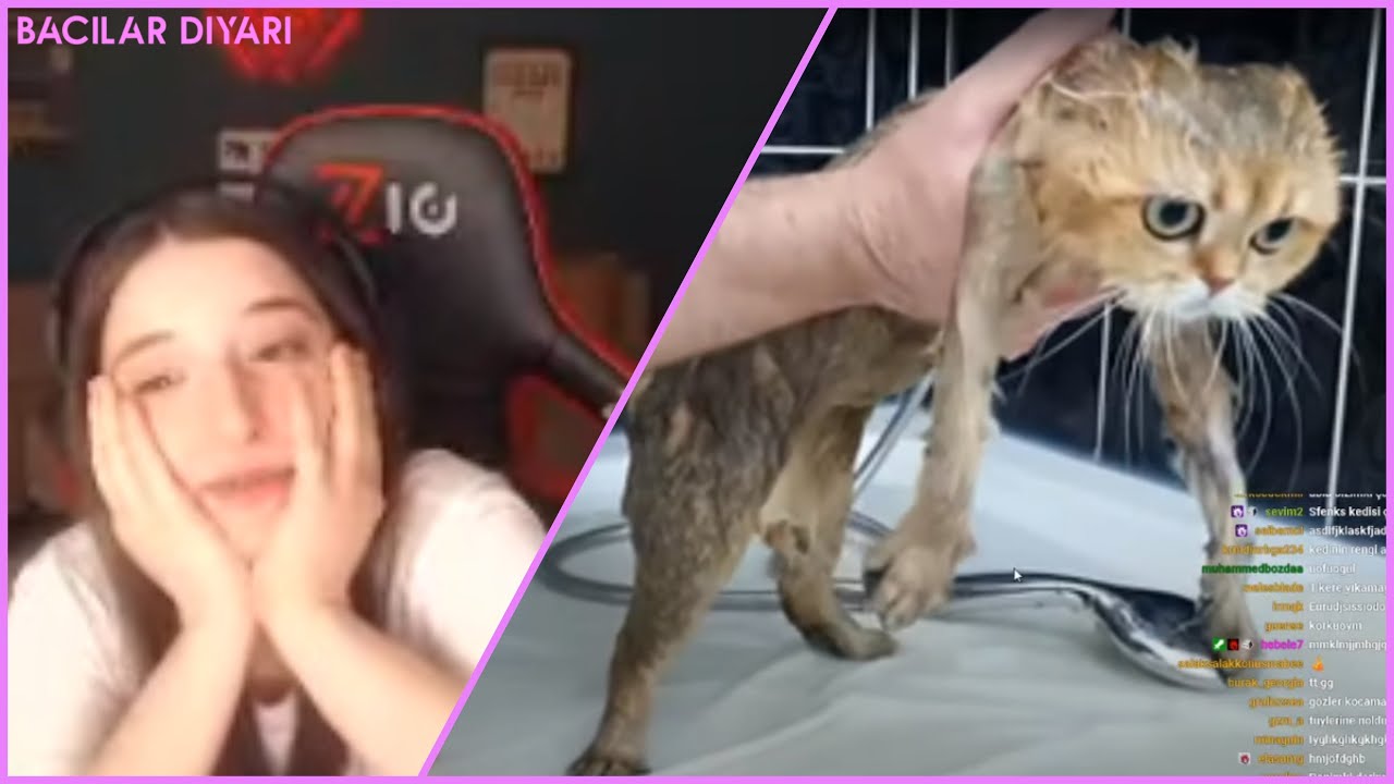 Pqueen - Kedi Yıkama Videosu İzliyor