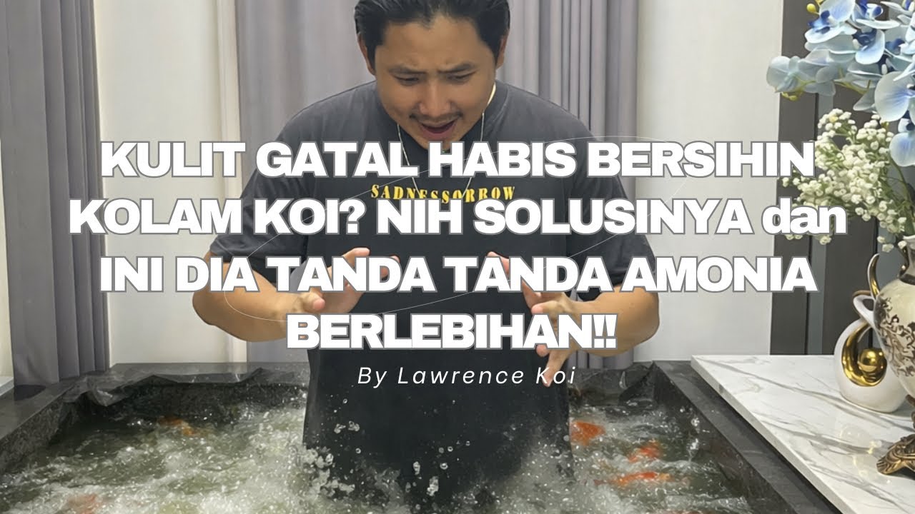 KULIT GATAL HABIS BERSIHIN KOLAM KOI? NIH SOLUSINYA dan INI DIA TANDA TANDA AMONIA BERLEBIHAN!! 