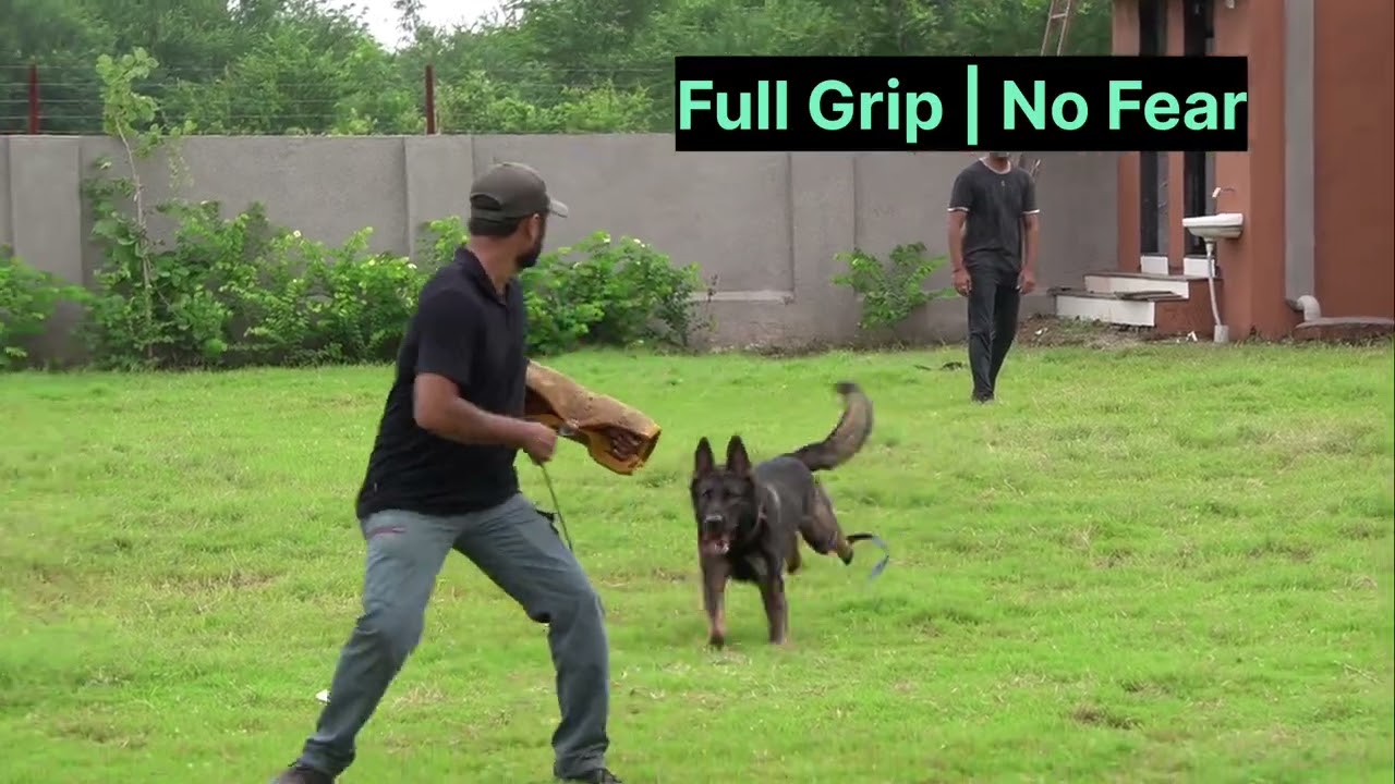Client Protection Training | DDR GSD Bite Work 🔥  ironcladak9dogcoach