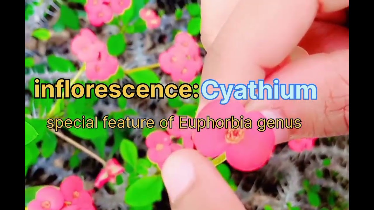 Cyathium inflorescence in Euphorbia milii #htresearcher#special inflorescence#botany
