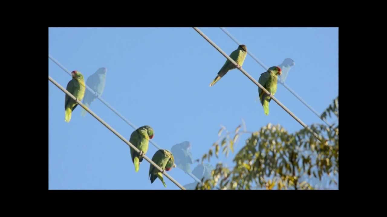 Blue Crowned Conure joins.