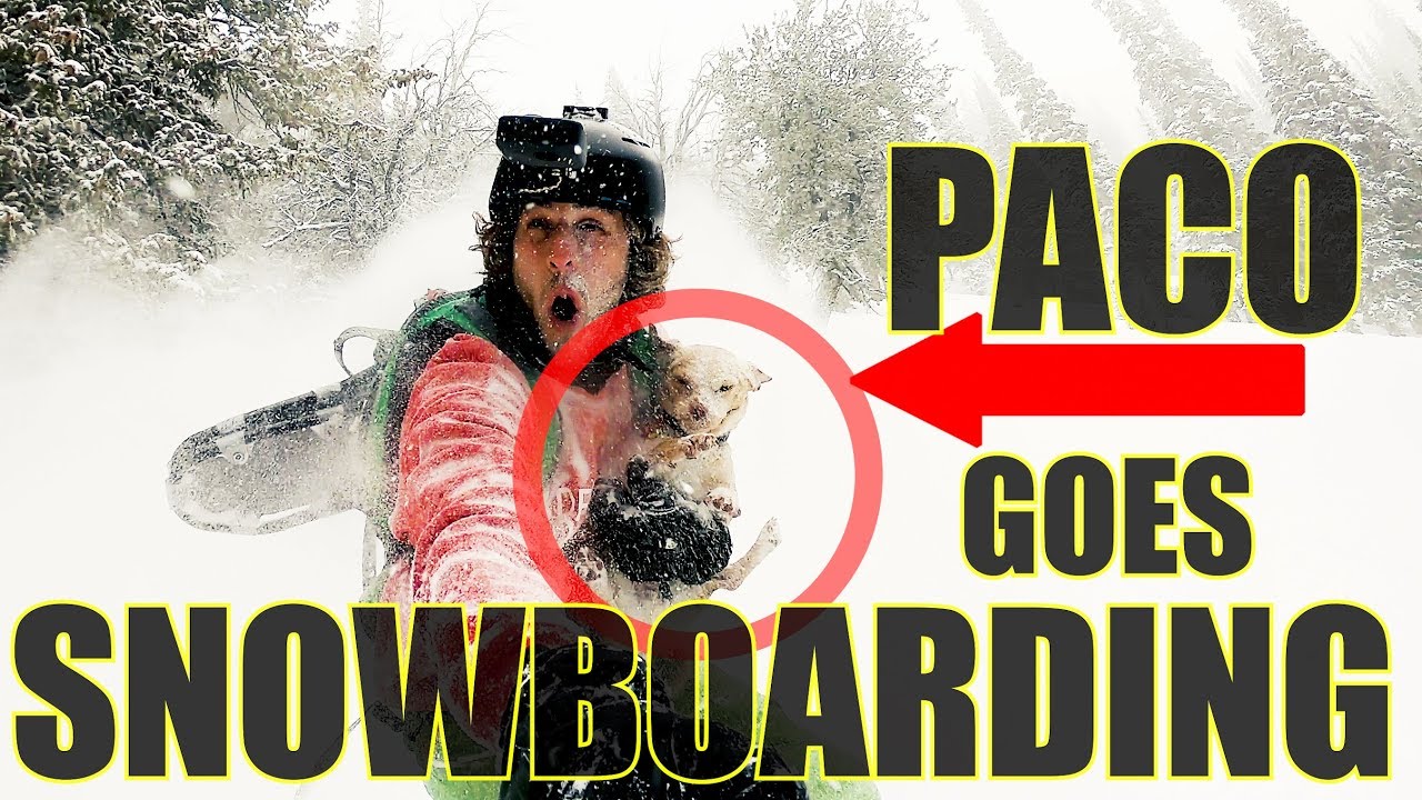 Dog Goes Backcountry Snowboarding!!! @roadsidepaco