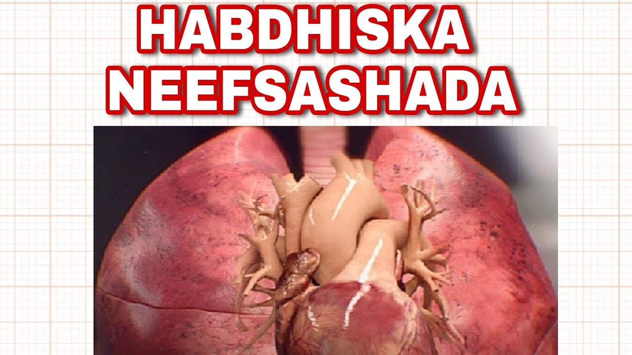 HABDHISKA NEEFSASHADA