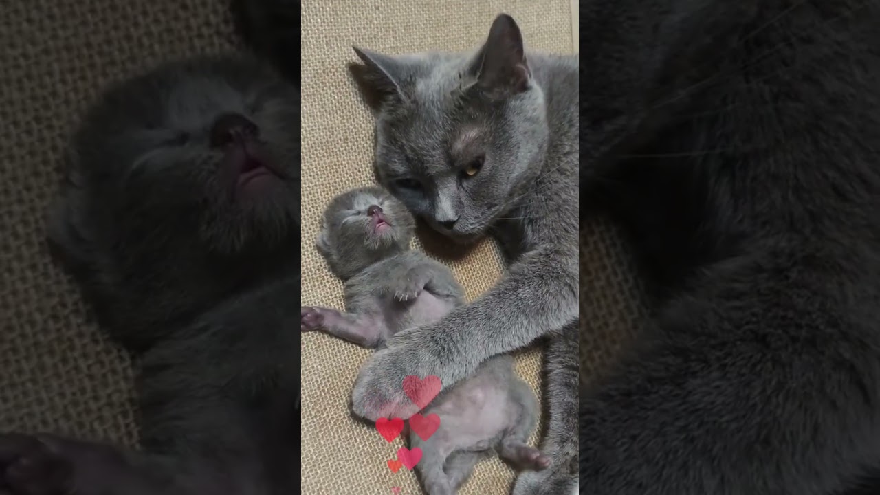 The mama cat and her babies are always together&mdash;how heartwarming