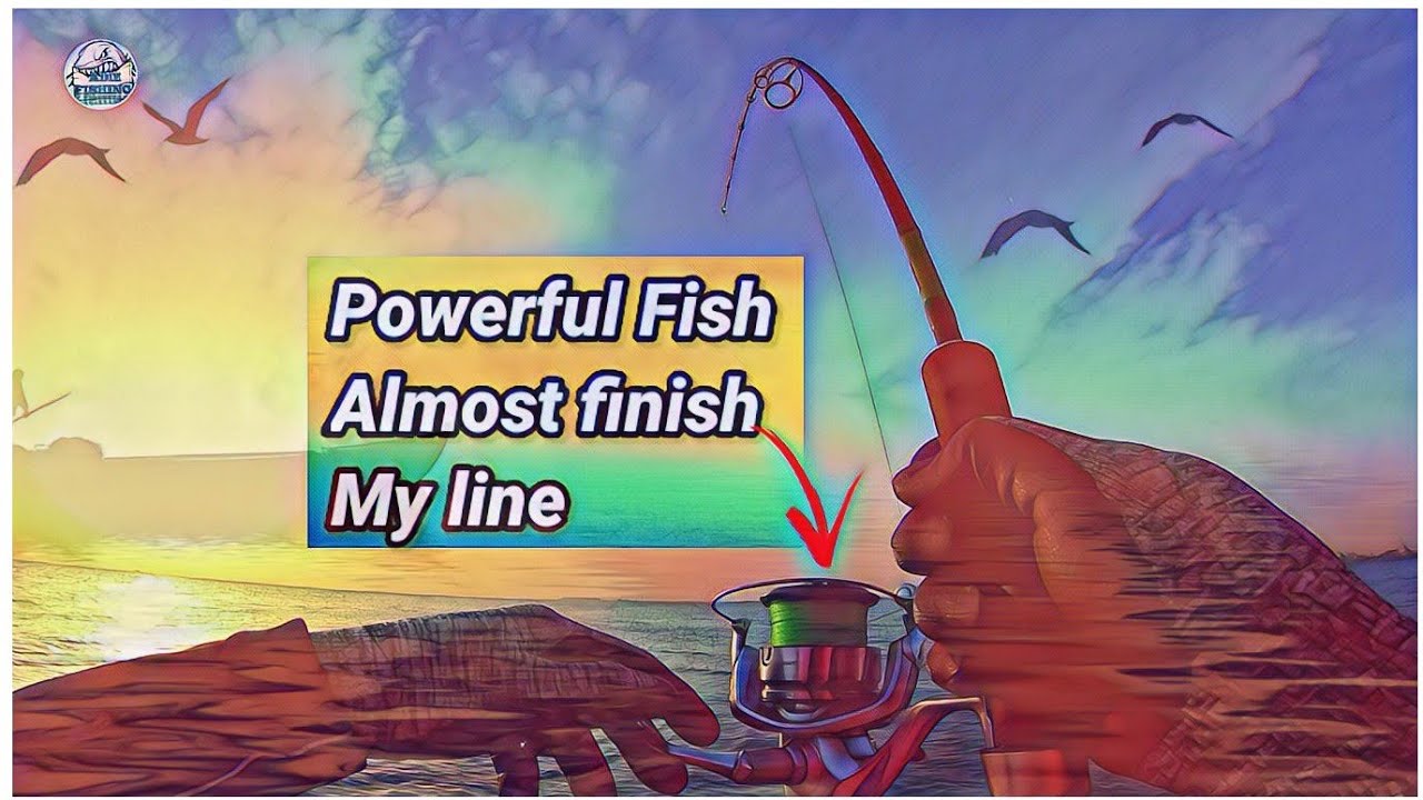 Massive powerful fish | fishing in Qatar | Qatar fishing #bigfish #fishing #qatarfish @qtrfish