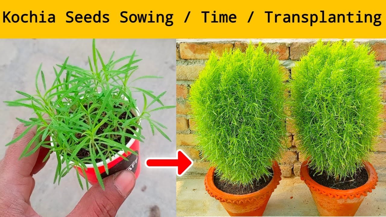 How to grow kochia plant seeds sowing time and transplanting video