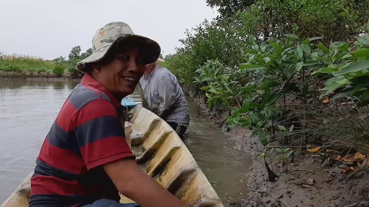 Bắt Cá Thòi Lòi và Đục Hào Ở Quê Bạn Cà Mau
