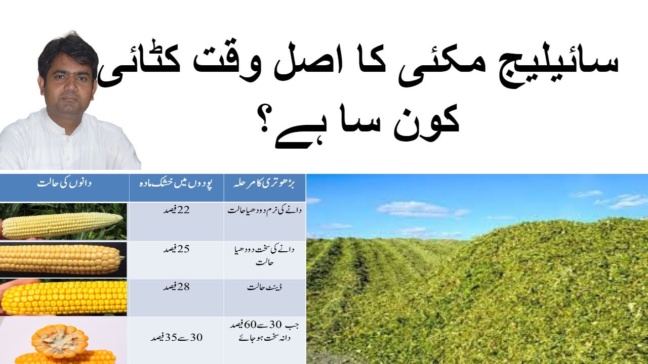 Silage Maize Harvesting(سائیلیج کے لیے مکئی کا مناسب ترین وقت کٹائی کون سا ہے؟وزن اور معیار بہترین)