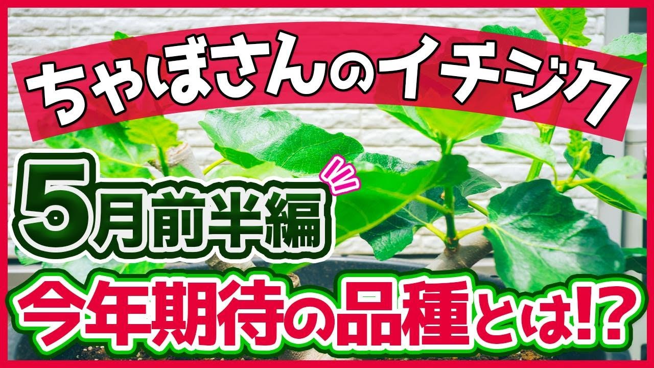 【いちじく】５月前半のイチジク の栽培状況。今年、注目品種や期待している品種紹介、シャーアンバーの欠点は？（育て方）
