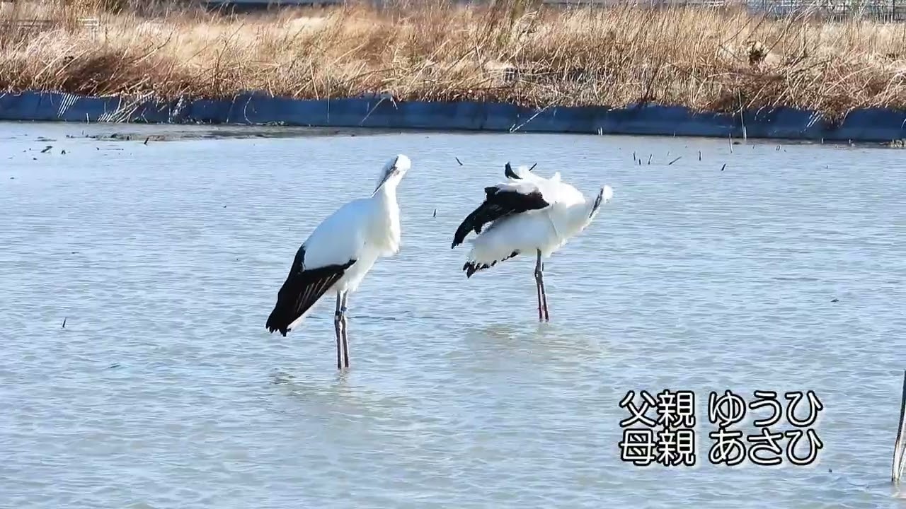 鳴門コウノトリ 2026/01/14 撮影 成長記録 徳島県鳴門市