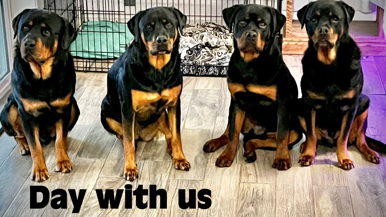 Rottweilers: The Daily Routine of Four Living Treasures