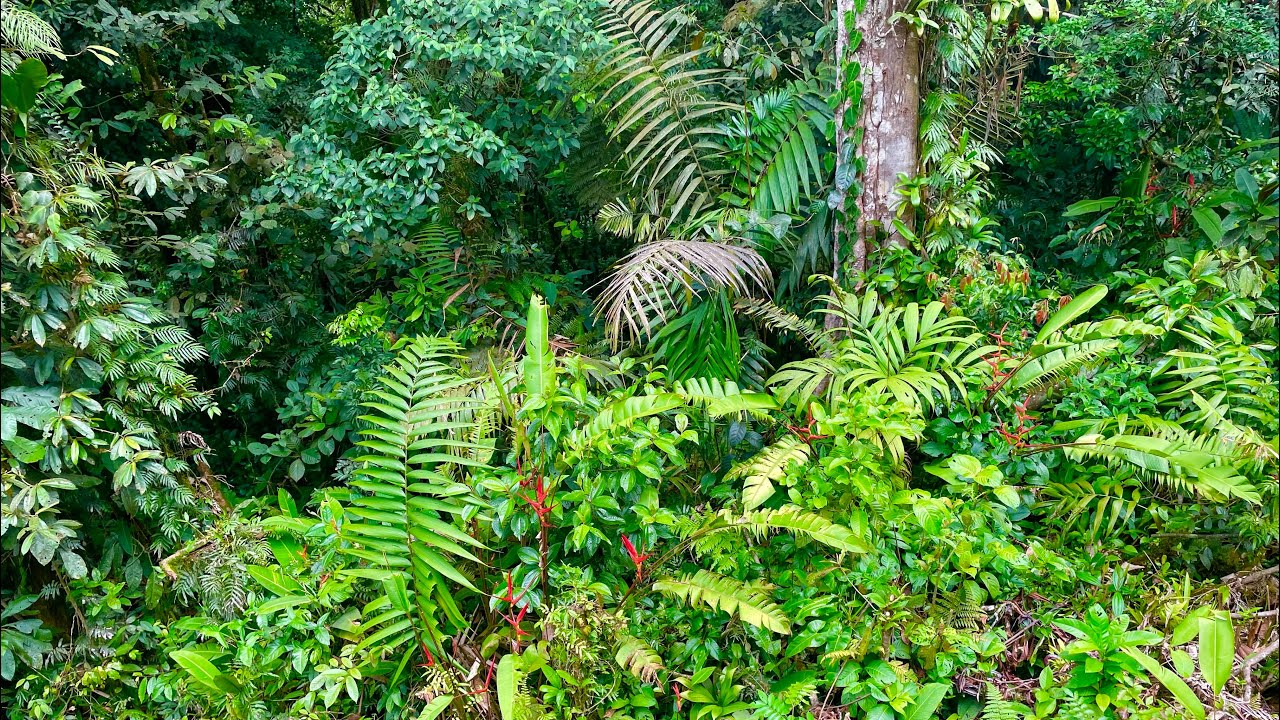 Aerial Tram Tour In Costa Rican Rainforest