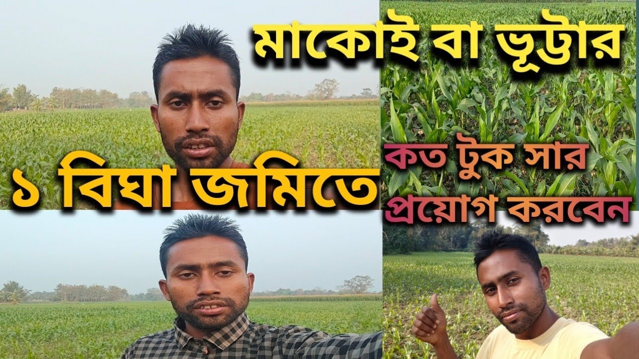 ভূট্টার ১ বিঘা জমিতে কত টুক সার প্রয়োগ করবেন || Butta Bangla New Vlog Video || Golam Mix Vlog Video