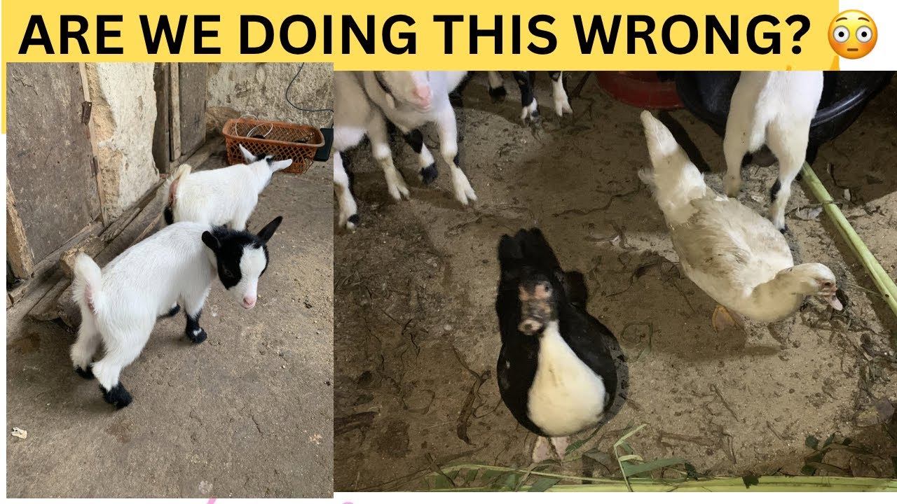 ⚠️ Most People Feed Ducks Wrong — Is This Right? 🦆👀