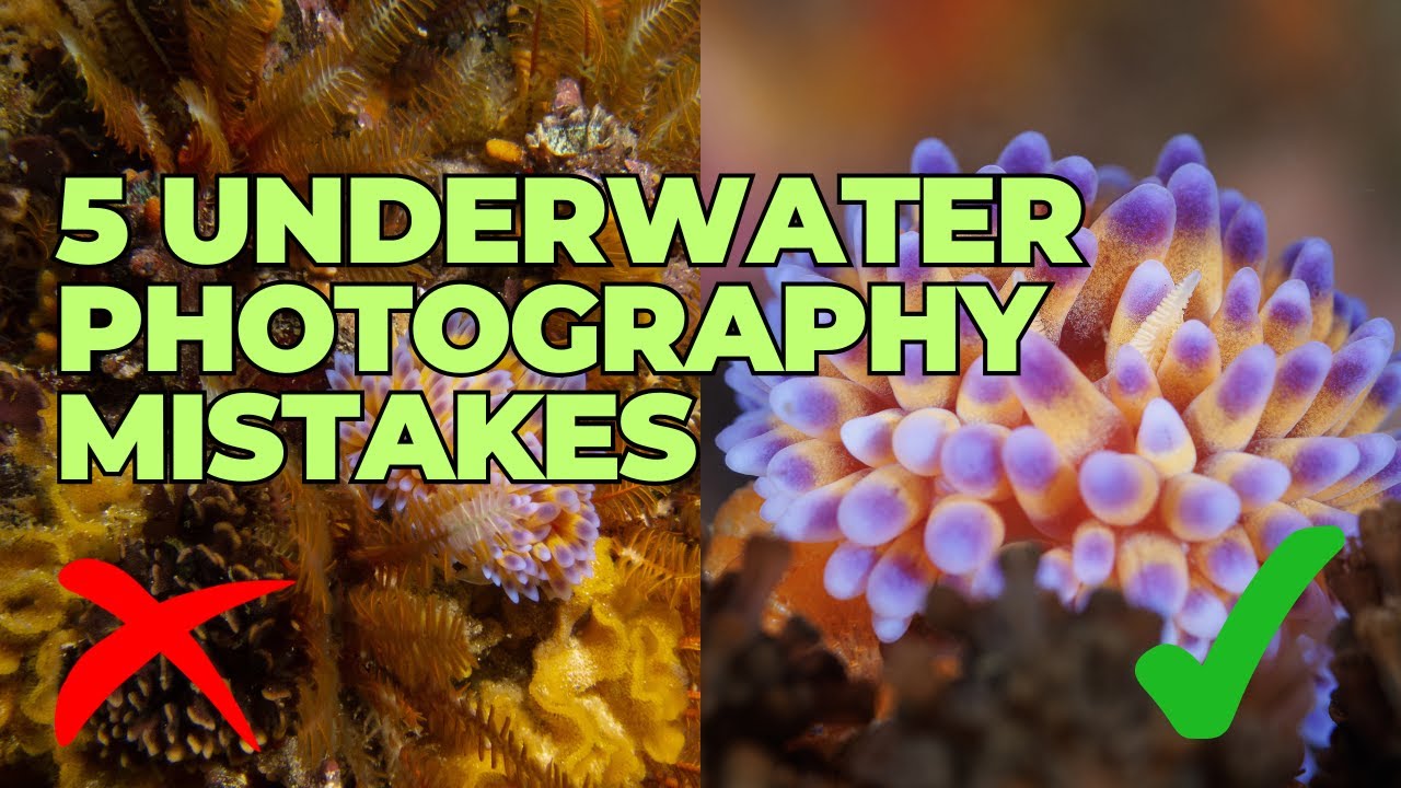 5 Underwater Photography MISTAKES to Avoid (and how to fix them)