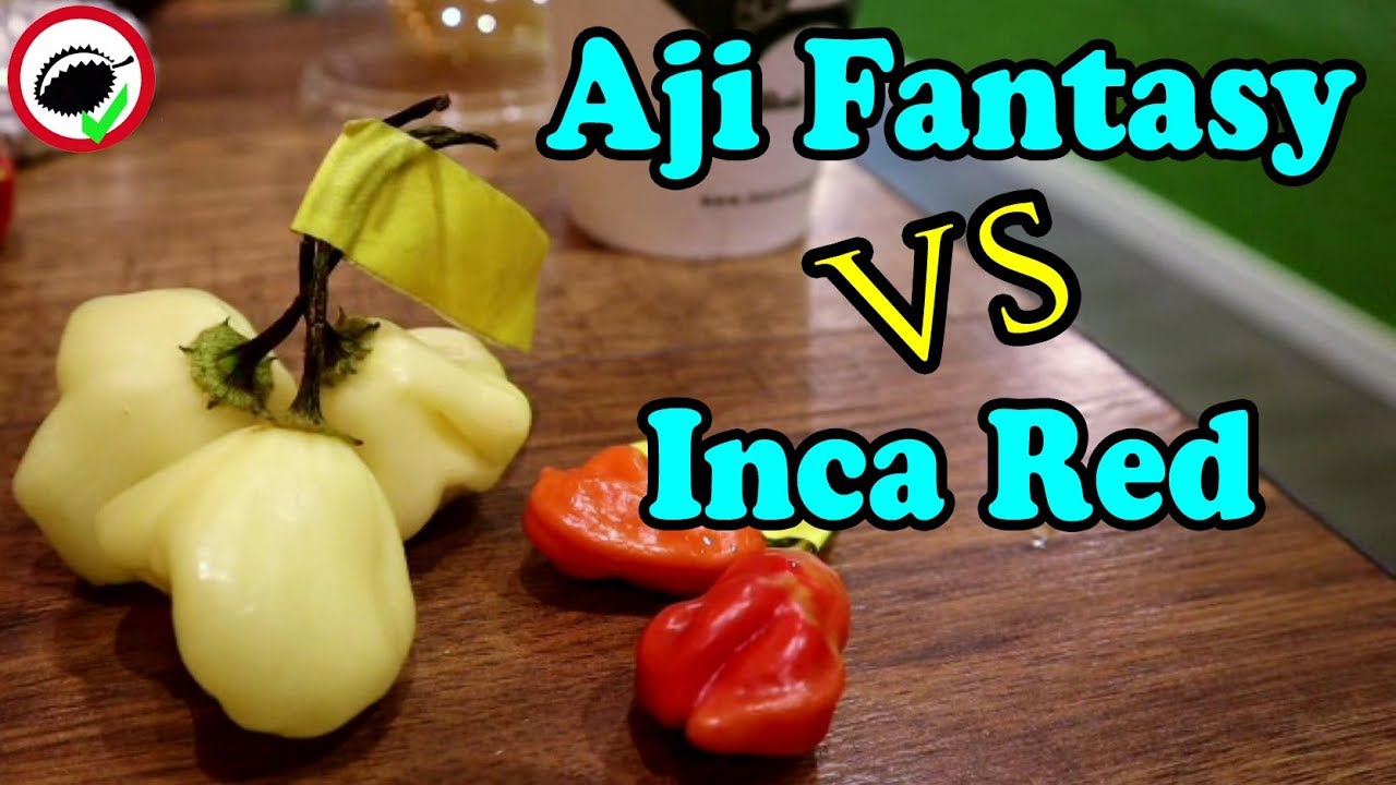 Chili Pepper Reviews! - Aji Fantasy VS Inca Red