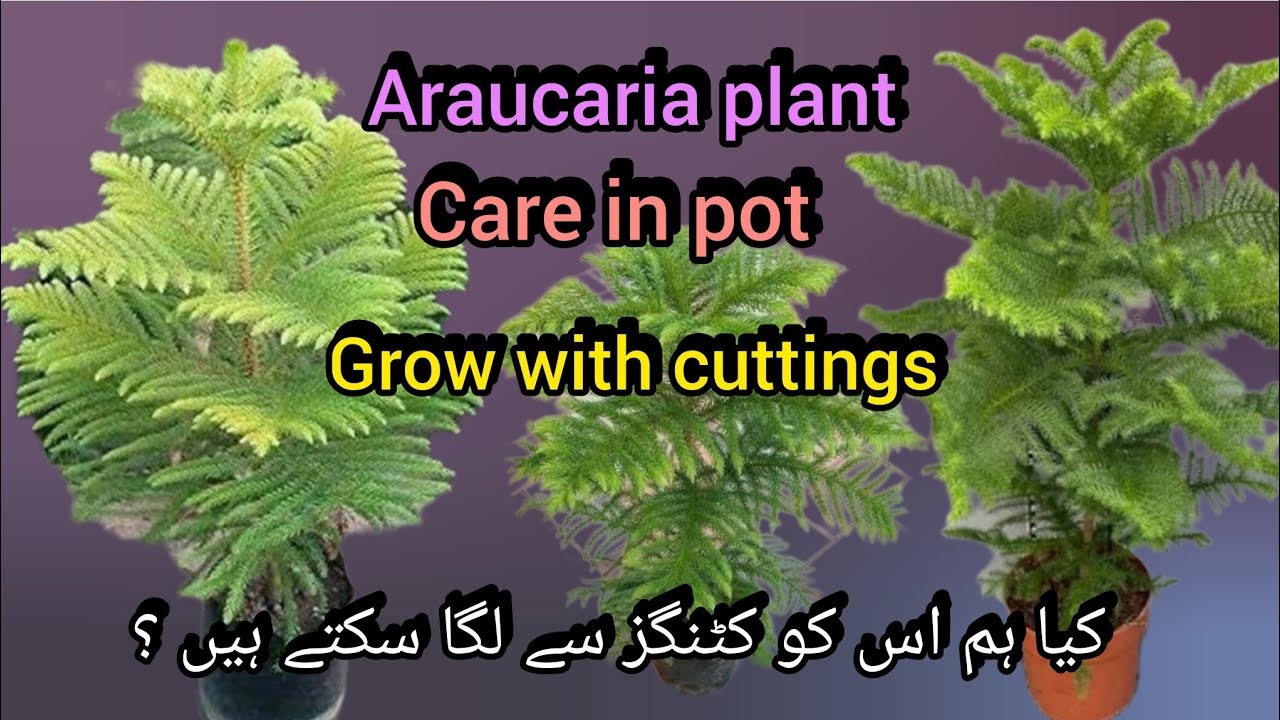 Araucaria Heterophylla Norfolk island pine care / Christmas tree //Bloom with SI 
