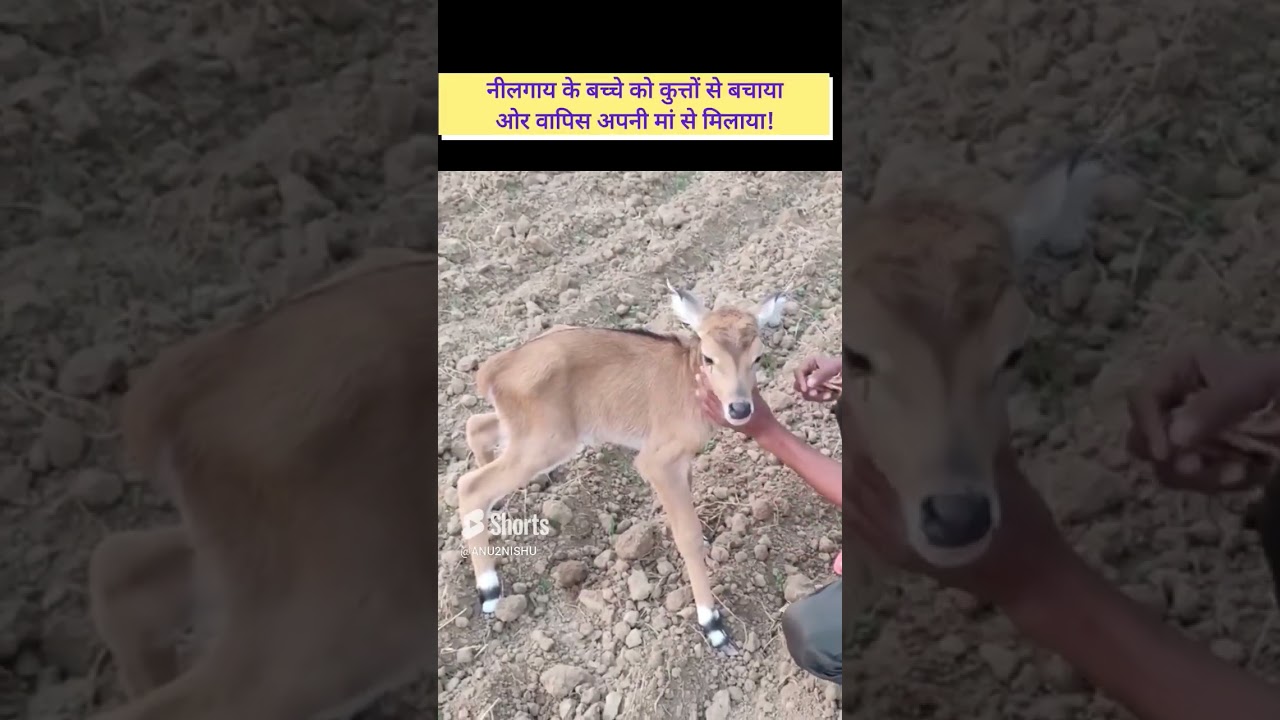 deer baby rescue #deer #deerrescue #youtubeshorts #viralvideo