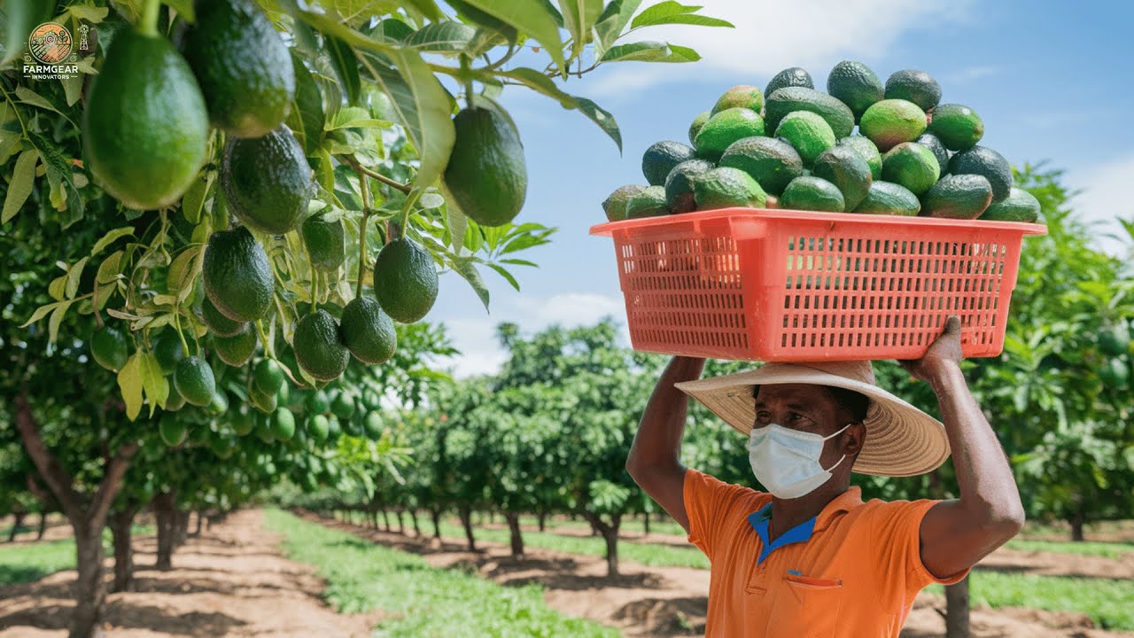 How MILLIONS Of Avocados Harvested & Processed 🥑 | Agriculture Technology