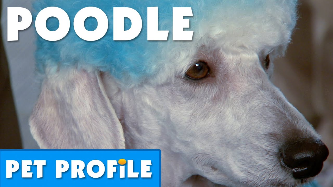 Poodle Pet Profile | Bondi Vet