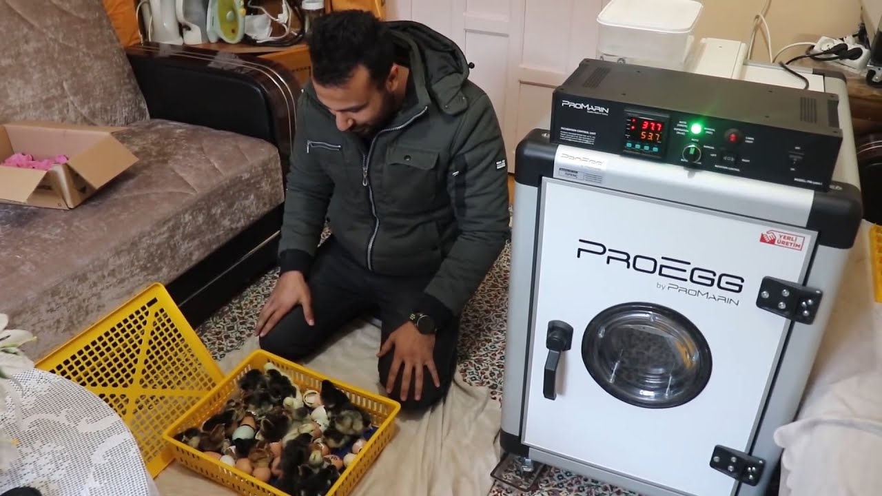 EN İYİ KULUÇKA MAKİNESİ PROEGG - Kanıtlandı