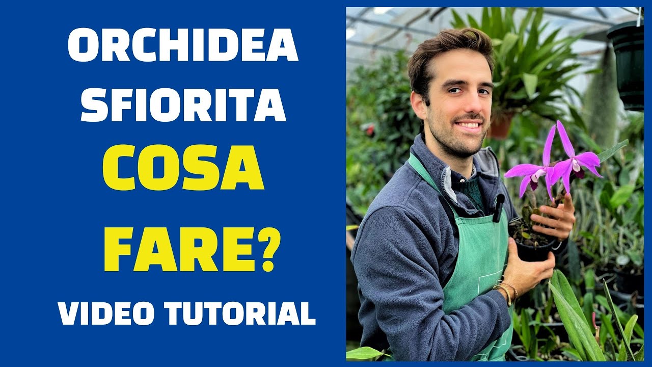 Orchidea sfiorita cosa fare
