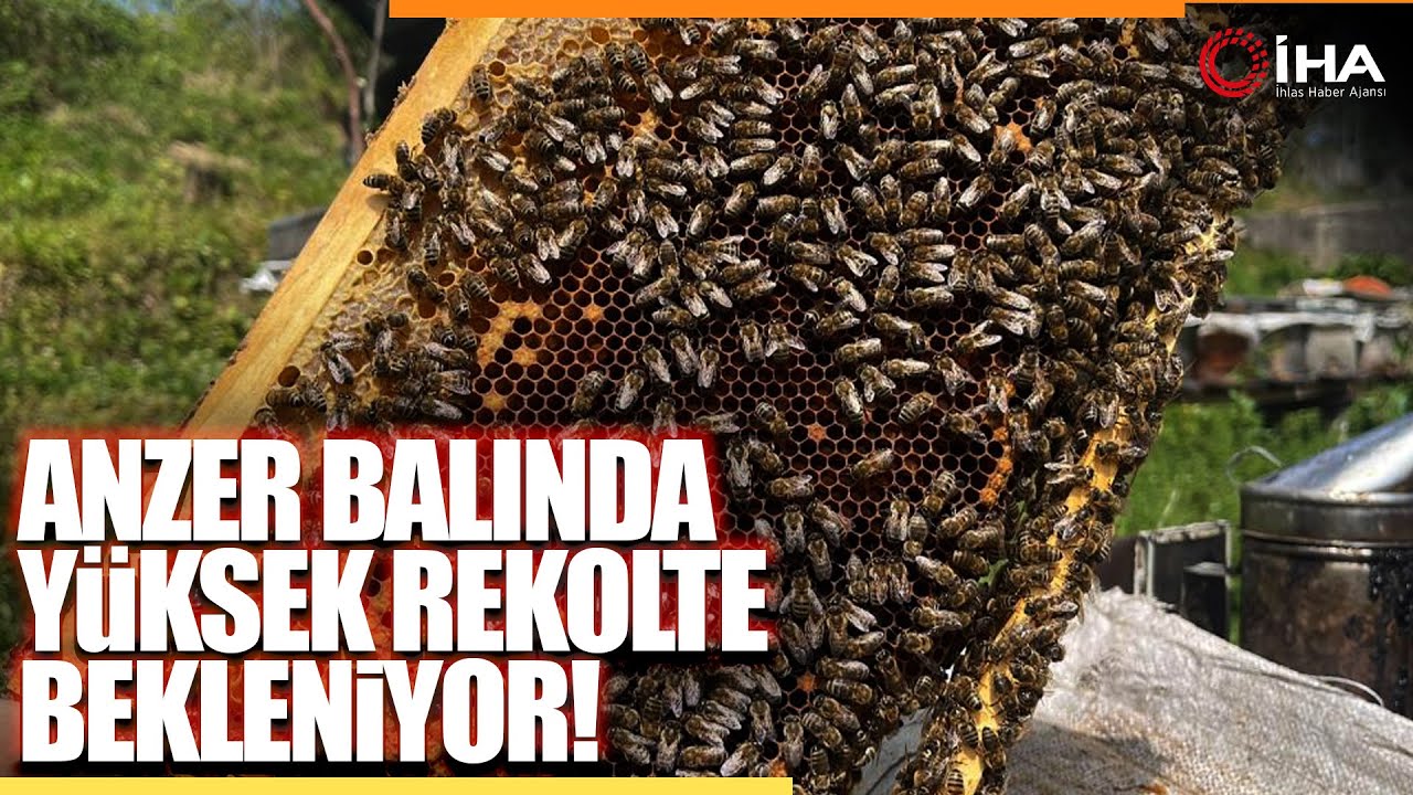 Anzer Balı Üretimi Yapan Arıcılar Yeni Sezondan Ümitli