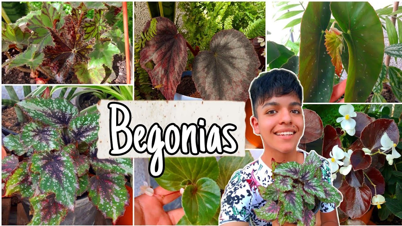 BEGONIAS🌿 INDISPENSABLES para el JARDÍN/ Sus cuidados | Cattu!