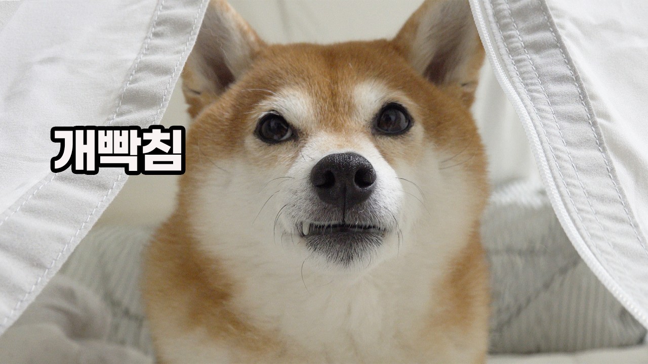 정말 못살겠습니다..ㅠㅠ