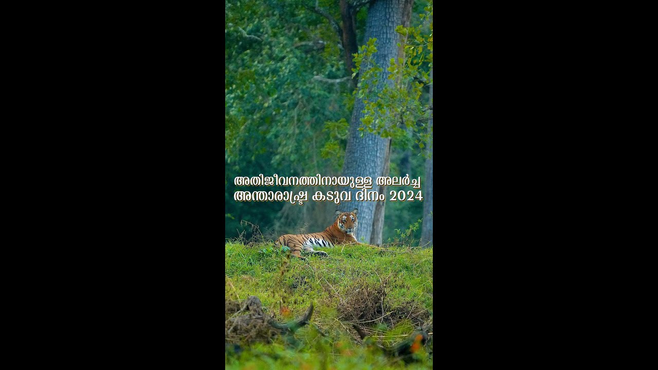 Roaring for Survival: International Tiger Day 2024 | Wildlife Conservation Video