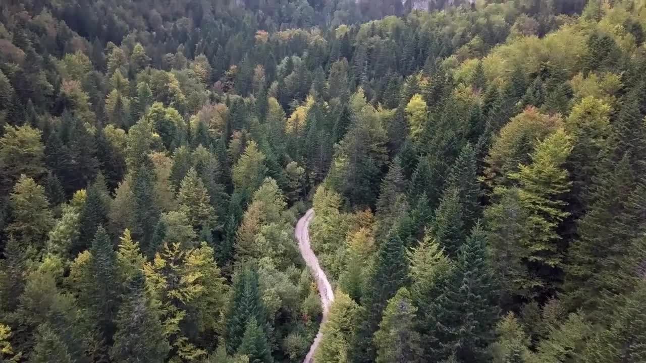 Mountain Forest Road Stock Video