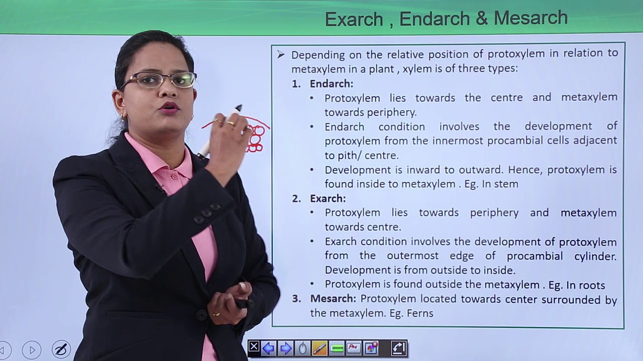 Class10th – Types of Xylem and Phloem | Xylem | Tutorials Point